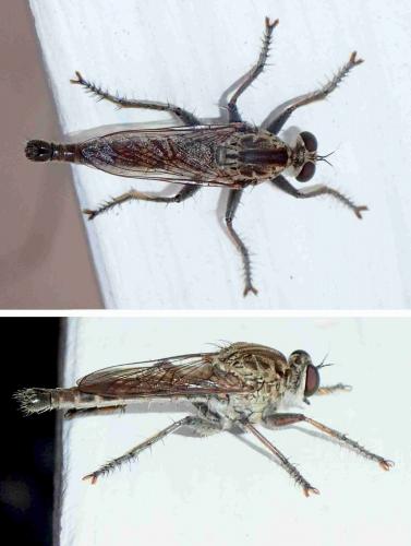 Philodicus sp.